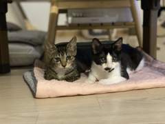 고양이 부비동염 콧물파티