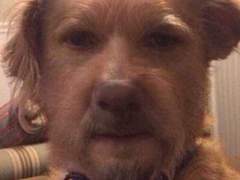 비배스 월드 링크 이벤트 토우야 챕터 인 1000 후기