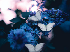 산나비 역반 만화 - 재회 이후 (2)