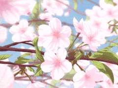 [산즈]사랑에 빠진 벚꽃 12