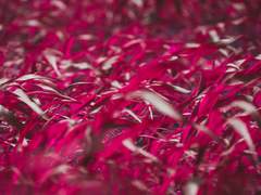 부르노니, 내 종아.