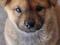 똥개?(X) 황구?(X) 그럼... 설마 **?(O)