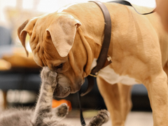 [이준혁] 개와 고양이에 관한 고찰