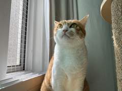 고양이 급성신부전 증상과 무서움