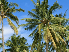 [배경화면] 코코 야자수(2장)