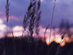 제비꽃 향기 닿을 무렵에