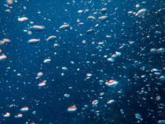 3 ) 특종! 강태성과 동맹?