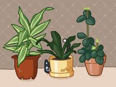 고양이와 화분의 관계