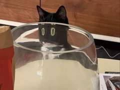 이상향과 행운의 상관관계