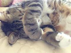 [형사]자신의 말을 듣지 않는다며 12살, 10살 의붓남매를 학대한 30대 계모가 징역 6월, 집행유예 2년를 선고받은 사건