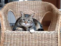 [직장생활] 낙하산의 탄생