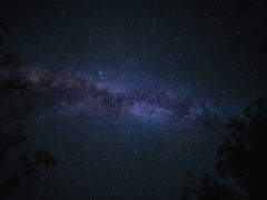 𝑩𝒐𝒈𝒈𝒂𝒓𝒕𝒔