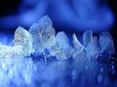 『일리아나 F. 플로리아/21/XX』