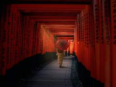 森陰 木の間の影