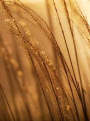 황금빛의 동상이몽