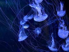 두 다리를 옥죄는 그물