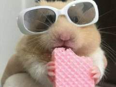 유명인 사주 신청