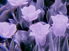 의신커 류이담의 프로필.