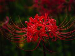 쿠도 키요시의 생일을 축하하며