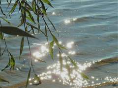 타마고커 류스이 린타로의 프로필.