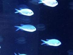 7 ) 특종! 첫인상은 꼬리표?