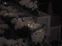 크리스티나 신시아