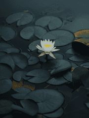 비공식 구화산 참여형 프로젝트