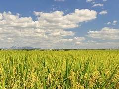 농촌에서 사랑을 4