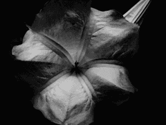 :: 인간 사용 설명서 ::