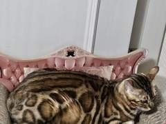 [작심삼월2024]어쩌다 고양이를 열일곱 마리나 키우게 되었나요?6