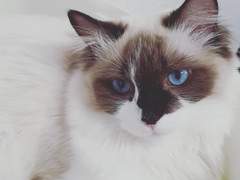 [작심삼월2024] 어쩌다 고양이를 열일곱 마리나 키우게 되었나요?7