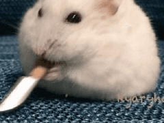 쌍존의 새색쥐 드림(4-5 미성년자 .ver)