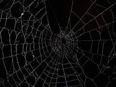 〈거미줄〉