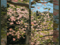 [폰 배경화면 배포]