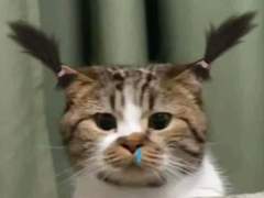 맛도리 센가물 5