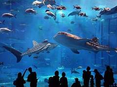 아쿠아리움