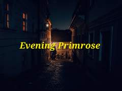 Evening Primrose #02