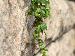 [ 판타지 학원물 ] 상아탑 <2>-2