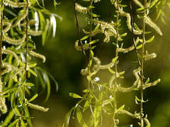 포화조신 抱火厝薪