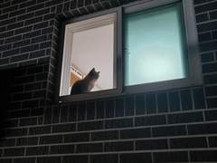 [꿍채] 냥집사 소설가 꿍 X 윗집 사는 회사원 채