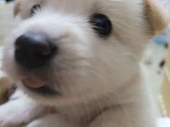 교레 님 커미션