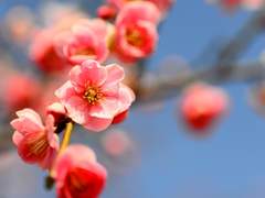 백청2세 딸 드림(4)