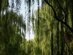 수양, 바람이 드리울 때 下