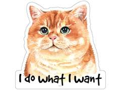 [D-343] 고양이처럼 살고 싶다.