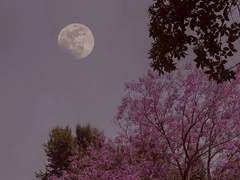 새벽녘 꽃은 낙루를 마시며 피어난다