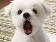 [정재현] 멍줍한 보스의 하루+