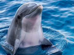 나의 돌고래