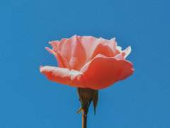 我们是朋友还是恋人?