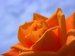 레오이즈 : 사랑하는 너에게 마지막 인사를 [ 레오 시점 ]