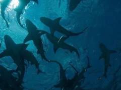 상어는 잔인해요.